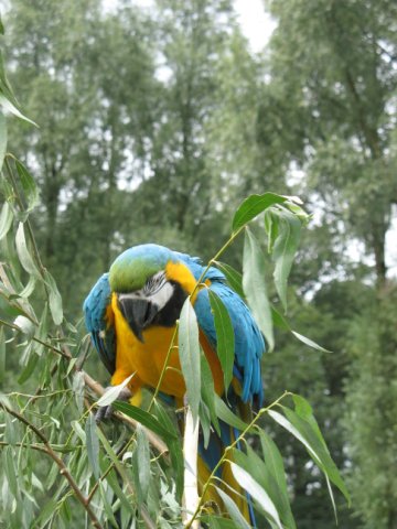 2011-08-14 stuif-in Kralingsebos